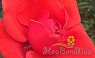 Hình ảnh một số giống hồng ngoại đẹp, tương, ra hoa quanh năm có tại vườn Shop CBCCC SAPA Xuân Quan, Văn Giang