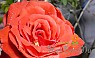 05 loại hồng ngoại, ta có sẵn tại vườn Hoa Bốn Mùa phục vụ khách trên mọi miền