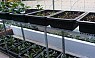 Mô hình trồng rau sạch trên sân thượng nhỏ phù hợp nhà phố bền lâu